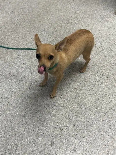 Unknown - Chihuahua