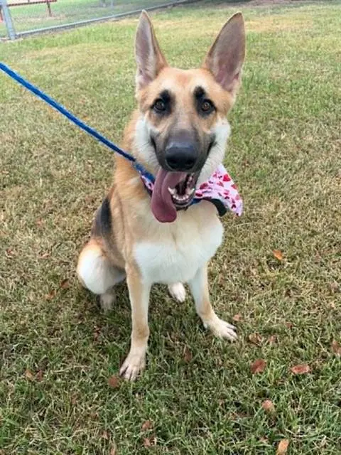 Dennis - German Shepherd Dog