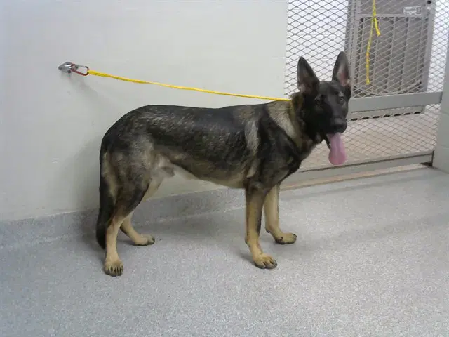 Unknown - German Shepherd Dog
