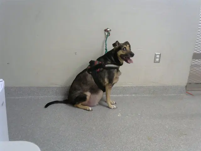 Cooper - Black Mouth Cur