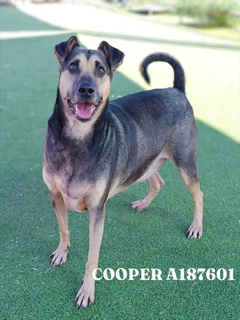 Cooper - Black Mouth Cur