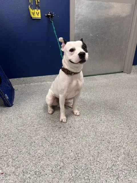 Nico - American Staffordshire Terrier
