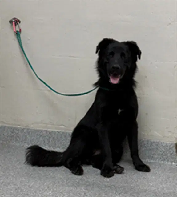Millie - Flat-coated Retriever