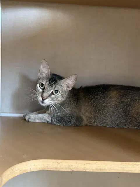Unknown - Domestic Short Hair