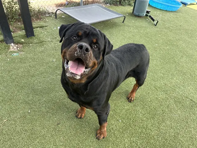 Unknown - Rottweiler