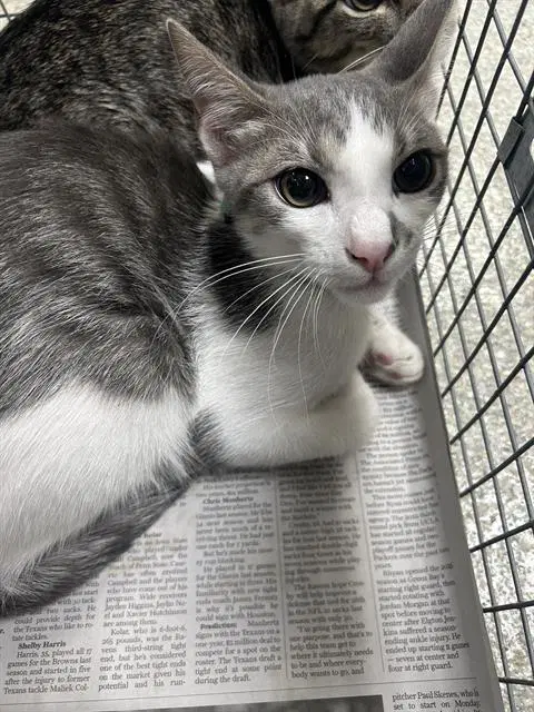 Junior - Domestic Short Hair