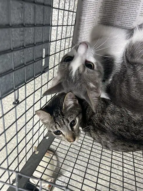 Tabitha - Domestic Short Hair
