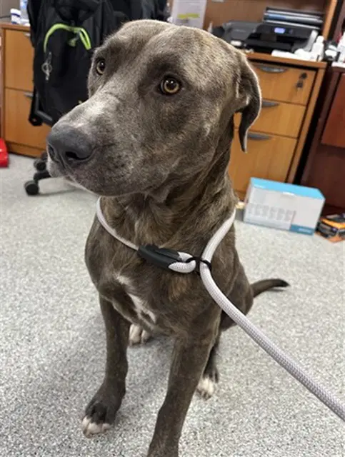 Bruno - American Pit Bull Terrier