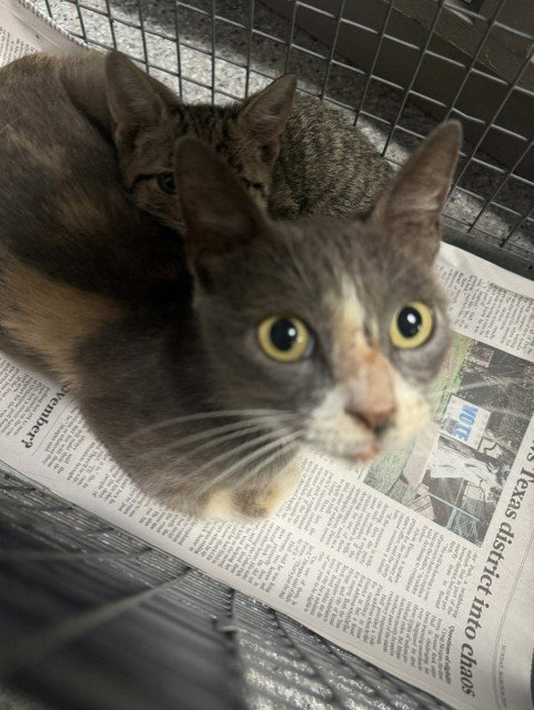 AURORA, a cat for adoption from The City of Pasadena, Texas
