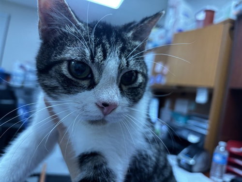 CANNOLI, a cat for adoption from The City of Pasadena, Texas