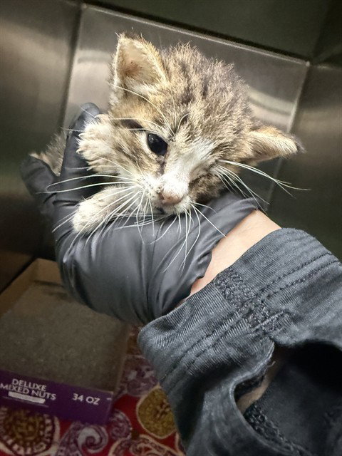 A187644, a cat for adoption from The City of Pasadena, Texas