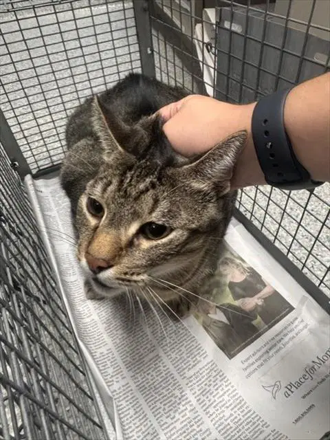 La Rayada - Domestic Short Hair