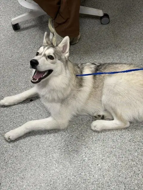 Zeus - Siberian Husky