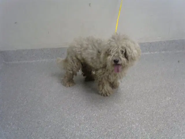 Unknown - Poodle (Miniature)