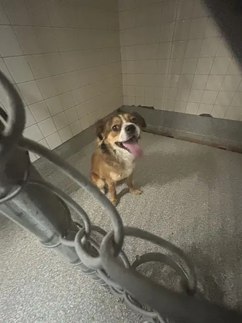 Unknown - Cavalier King Charles Spaniel