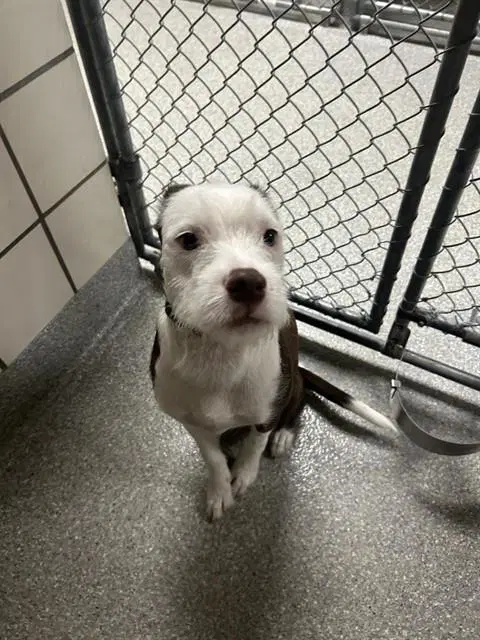 Unknown - Parson Russell Terrier