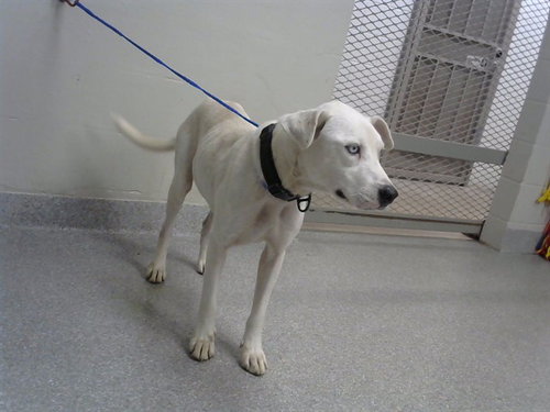 FROSTY, a dog for adoption from The City of Pasadena, Texas