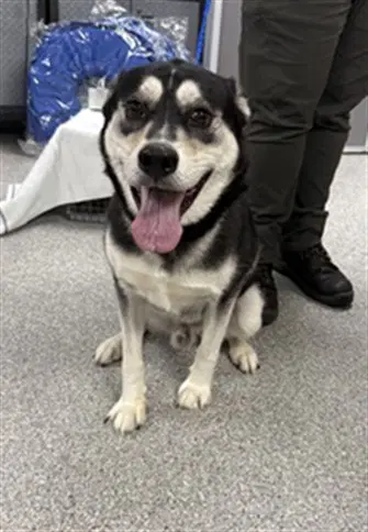Riley - Alaskan Malamute