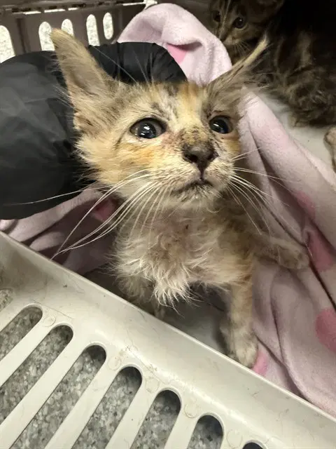 Unknown - Domestic Short Hair