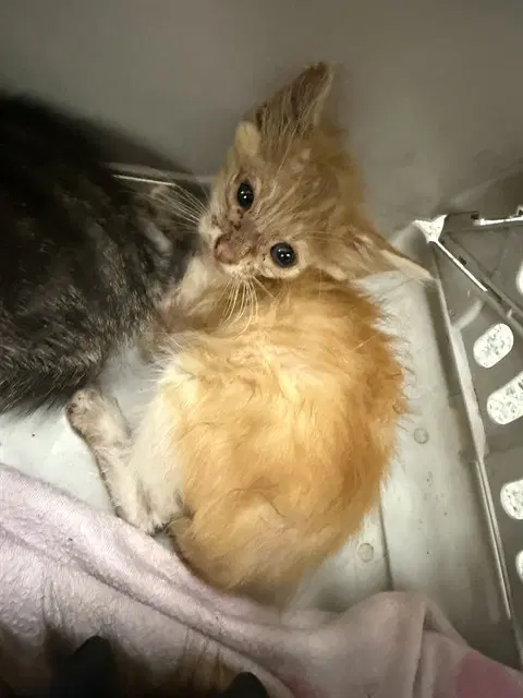 Unknown - Domestic Short Hair