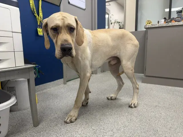 Tiny - Great Dane