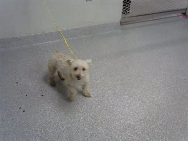 Unknown - Poodle (Miniature)