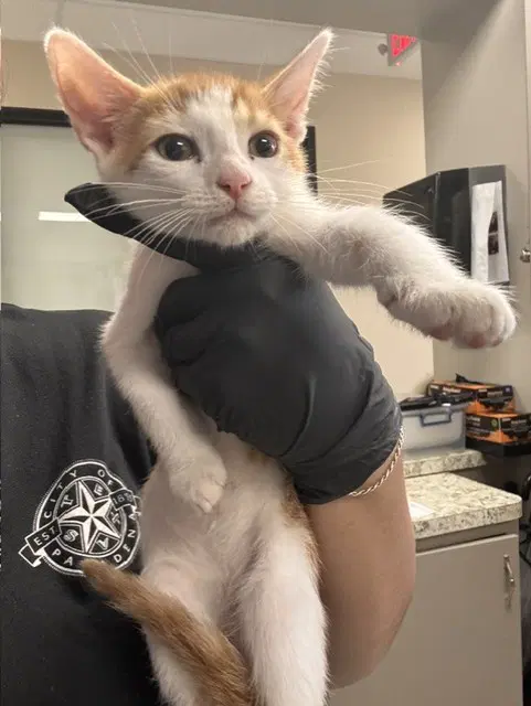 Unknown - Domestic Short Hair