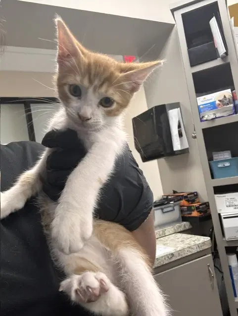 Unknown - Domestic Short Hair