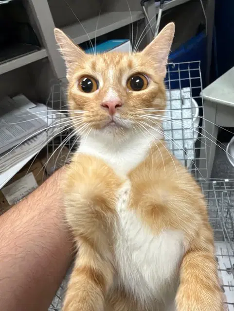 Lion - Domestic Short Hair