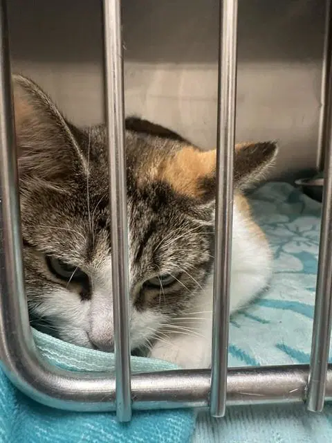 Ripley - Domestic Short Hair