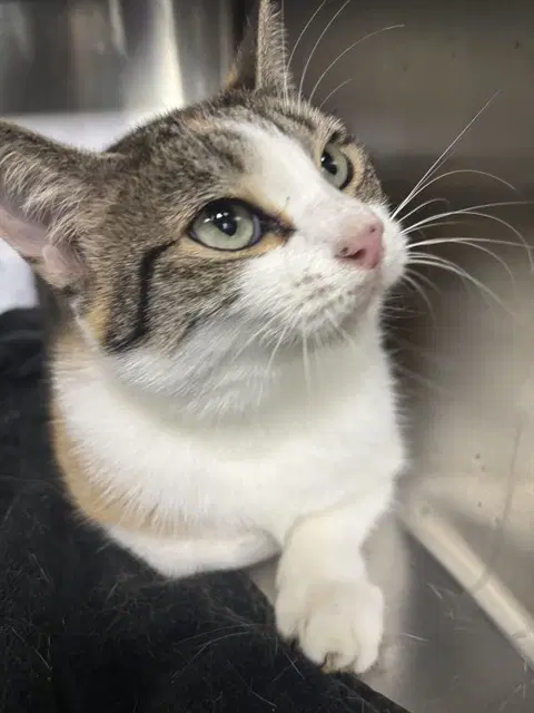 Ripley - Domestic Short Hair