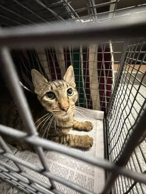 Milo - Domestic Short Hair