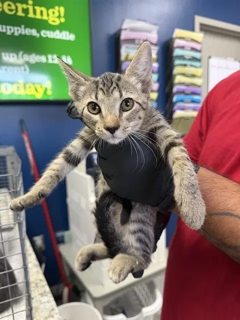 Unknown - Domestic Short Hair