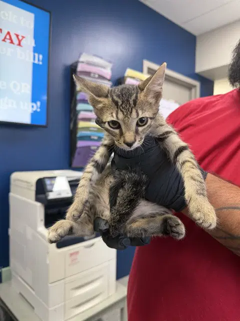 Unknown - Domestic Short Hair