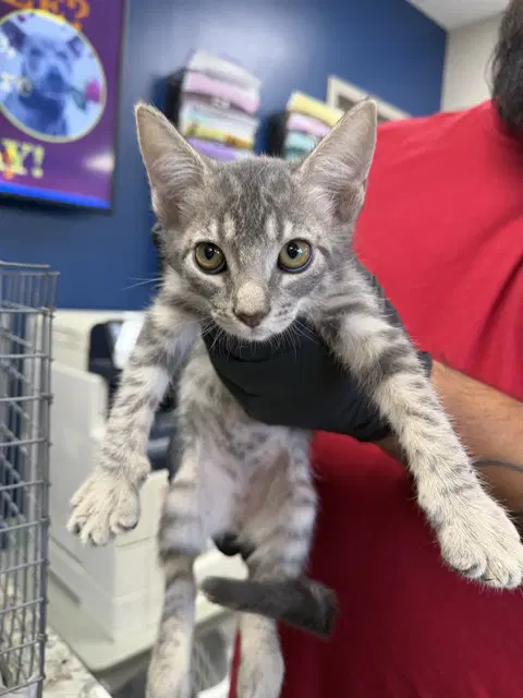 Unknown - Domestic Short Hair
