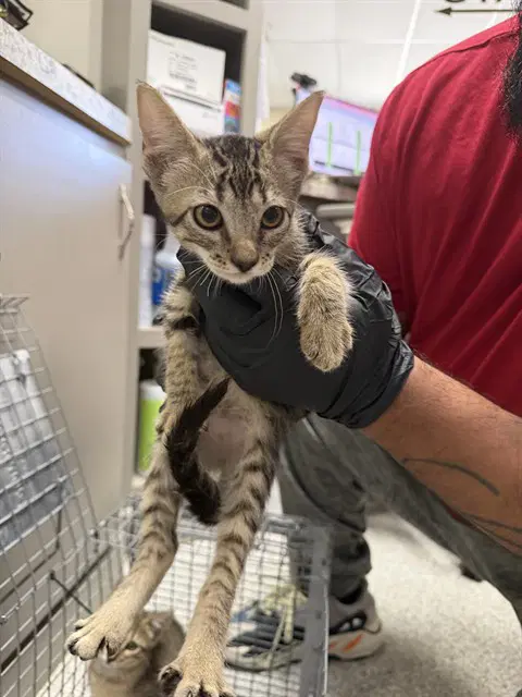 Unknown - Domestic Short Hair