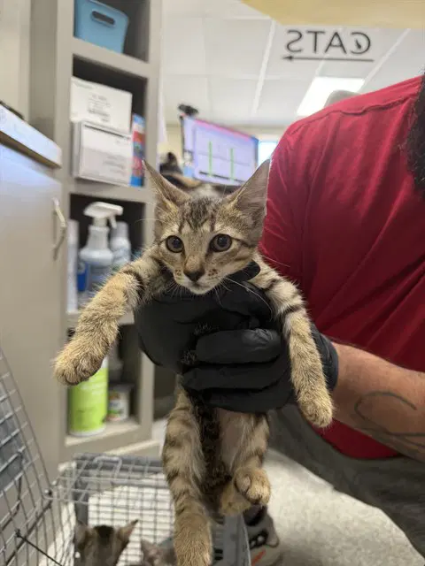 Unknown - Domestic Short Hair