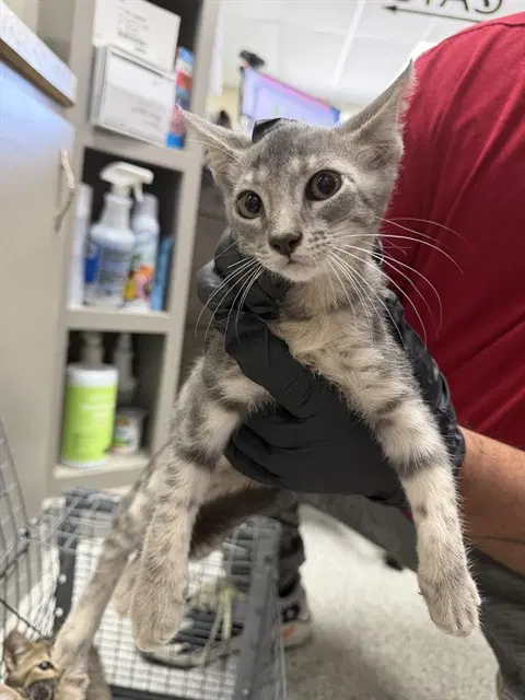 Unknown - Domestic Short Hair