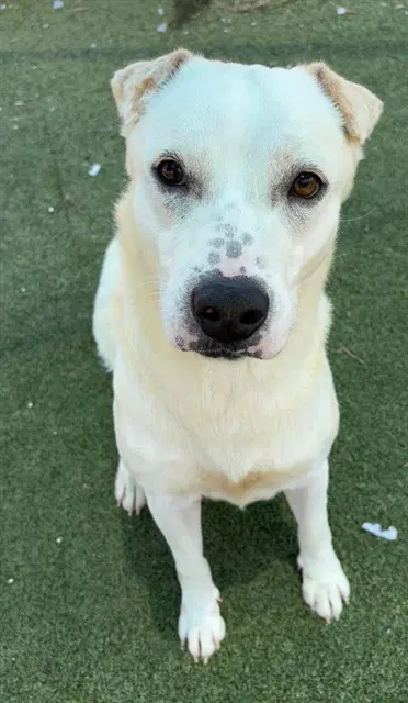 Colby - Labrador Retriever