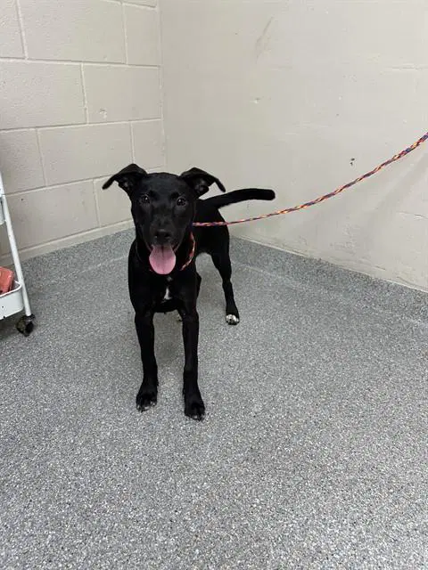 Bubbles - Labrador Retriever
