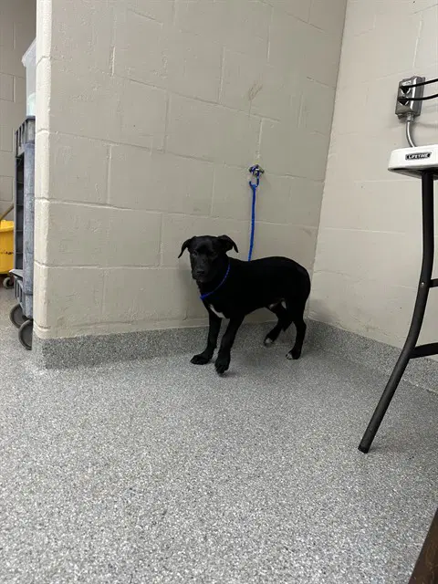 Mojo Jojo - Labrador Retriever
