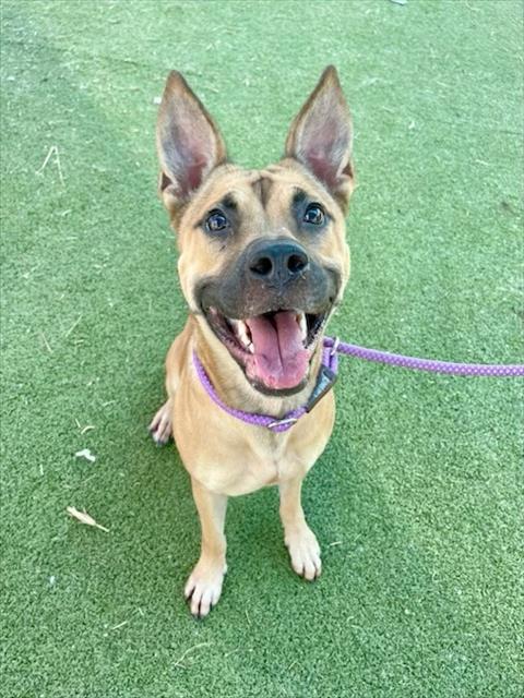 ESME, a dog for adoption from The City of Pasadena, Texas