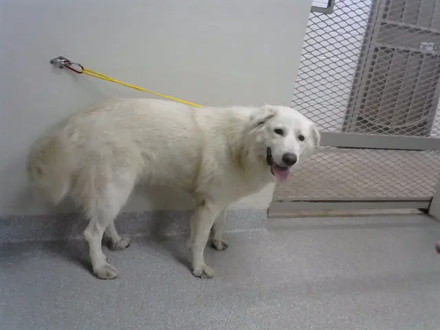 Mabel - Great Pyrenees