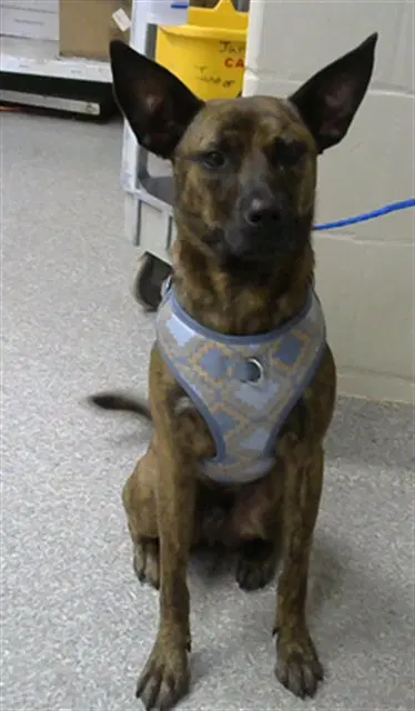 Winnie - Dutch Shepherd