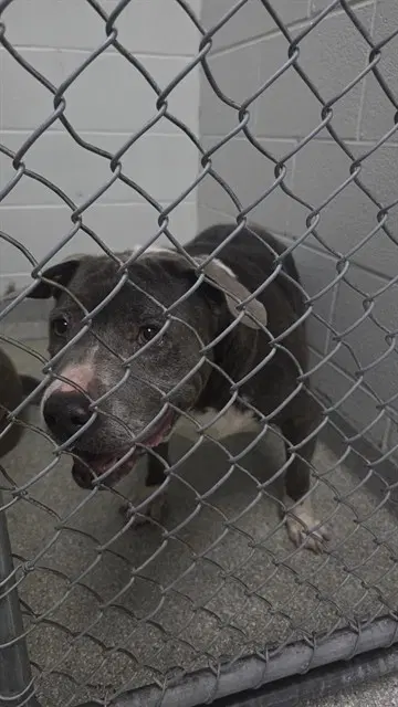 Lottie - American Pit Bull Terrier