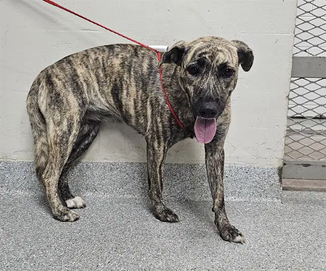 Hannah - American Pit Bull Terrier