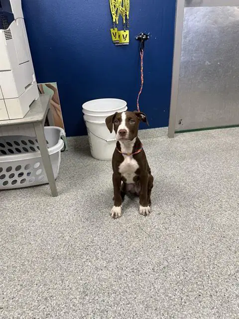 Diego - American Pit Bull Terrier