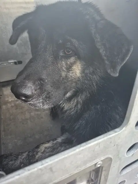 Unknown - German Shepherd Dog