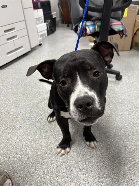 Beau - Staffordshire Bull Terrier