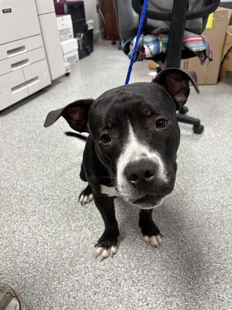 BEAU, a dog for adoption from The City of Pasadena, Texas